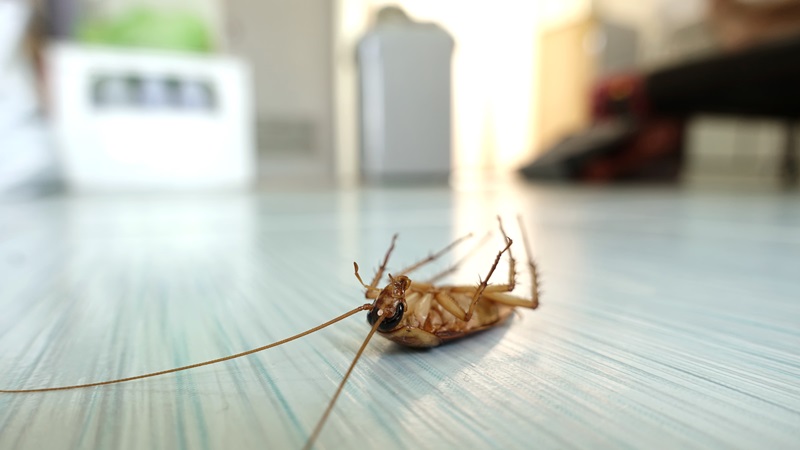 cockroach exterminator cost