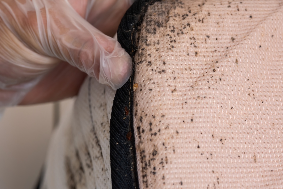 bed bug treatment service