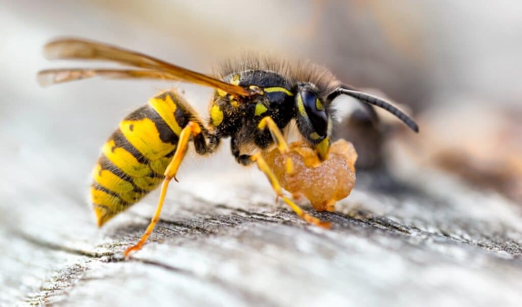 wasp exterminators in my area