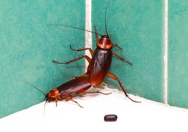 cockroach-exterminator.jpeg